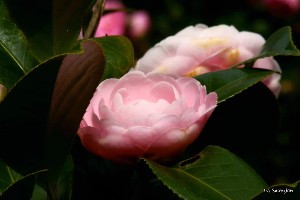 済州島Camellia Hill園内で咲くピンクの椿