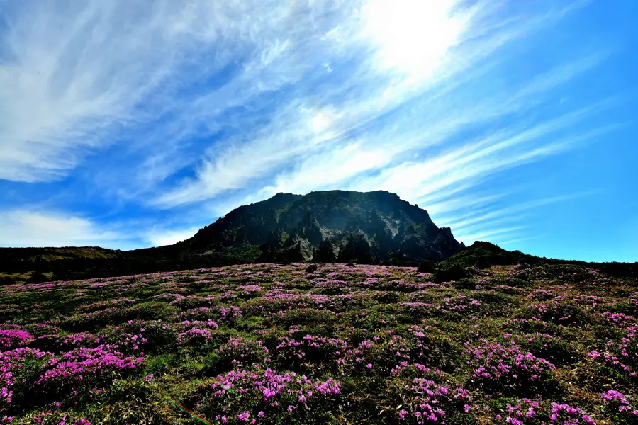 漢拏山高地杜鵑花、火山岩壁與藍天