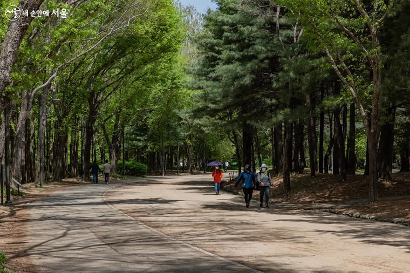 首爾森林樹蔭與散步路線實景