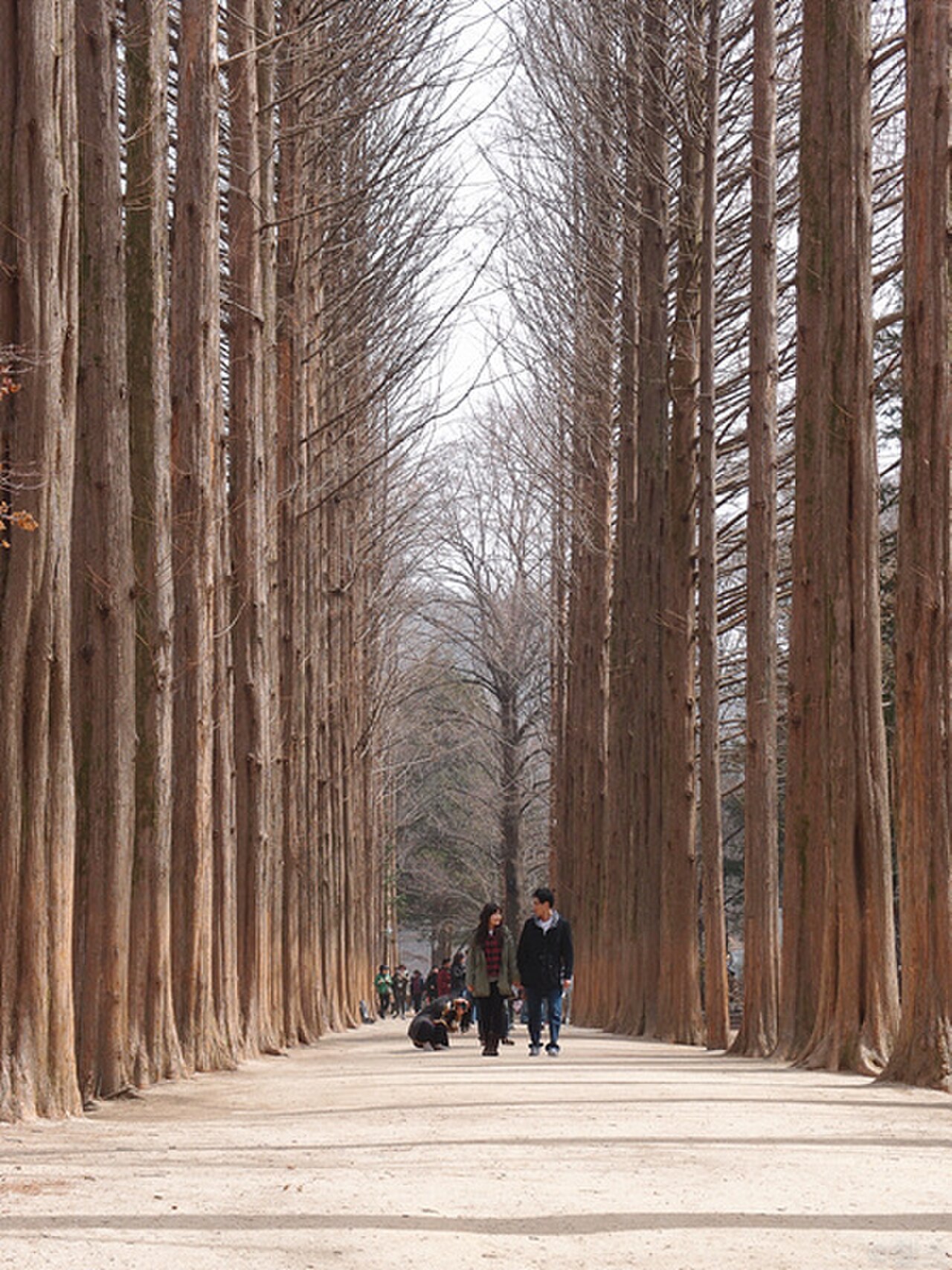 京畿道加平南怡島自然景觀